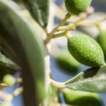 lia-olive